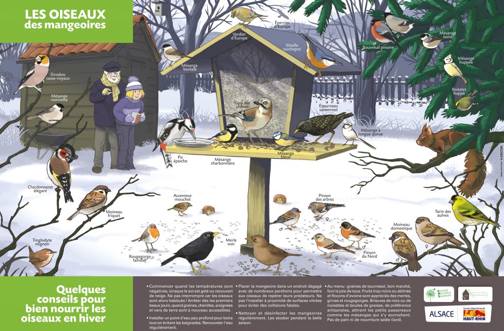 Association le Pic Vert - Nourrir les oiseaux en hiver
